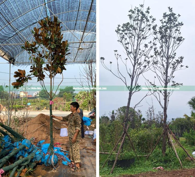 cây sen đất cỡ trung